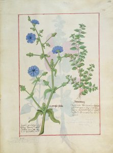 Illustratie uit het boek van eenvoudige medicijnen door Mattheaus Platearius 160r